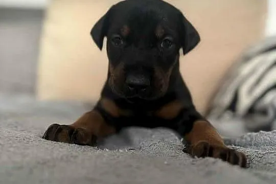 Szczeniaki Doberman, Mazowieckie, Mińsk Mazowiecki