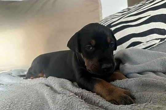 Szczeniaki Doberman, Mazowieckie, Mińsk Mazowiecki