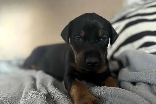 Szczeniaki Doberman, Mazowieckie, Mińsk Mazowiecki