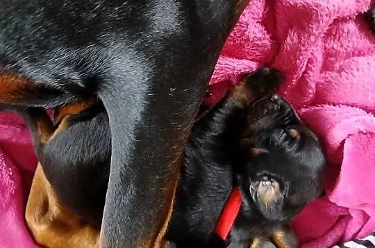 Szczeniaki Doberman, Mazowieckie, Mińsk Mazowiecki