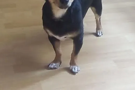 Roczny psiak do pilnej adopcji !,  podkarpackie Boguchwała