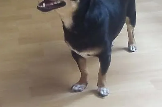 Roczny psiak do pilnej adopcji !,  podkarpackie Bo