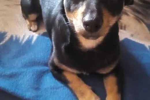 Roczny psiak do pilnej adopcji !,  podkarpackie Bo