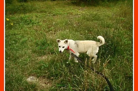 Mała 8 kg sunia, przeurocza,przytulaśna,łagodna ŚNIEŻKA_Adopcja