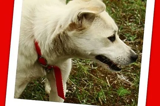 Mała 8 kg sunia, przeurocza,przytulaśna,łagodna ŚN
