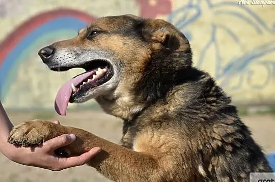 Tabu - Pragnie mieć dom i rodzinę. Z nadzieją wypatruje zza krat ..., , Dąbrówka
