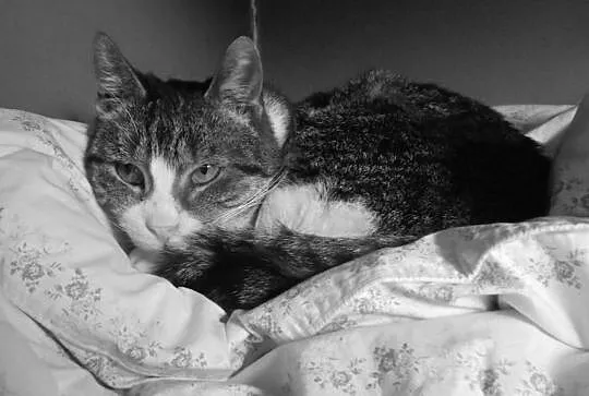 Kot marzyciel - dla kochających spokój, Olsztyn