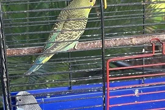 Sprzedam papugi faliste, Lubelskie, Krasnystaw