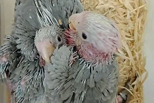 Kakadu różowe do ręcznego karmienie, Śląskie, Wodzisław Śląski