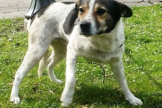 Oskar przyjacielski psiak -  mix foxterrierka ,  mazowieckie Warszawa