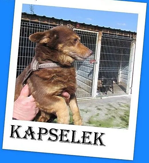 Mały,młodziutki roczny piesek KAPSELEK,przerażony