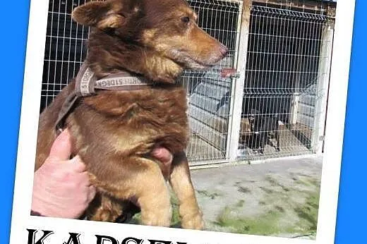 Mały,młodziutki roczny piesek KAPSELEK,przerażony 