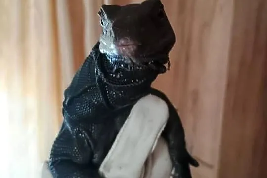 Black dragon+ terrarium