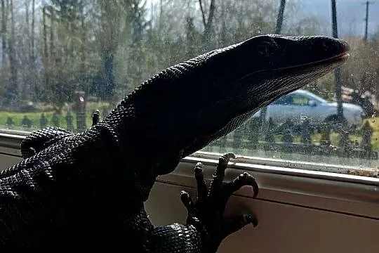 Black dragon+ terrarium, Lubelskie, Kraśnik