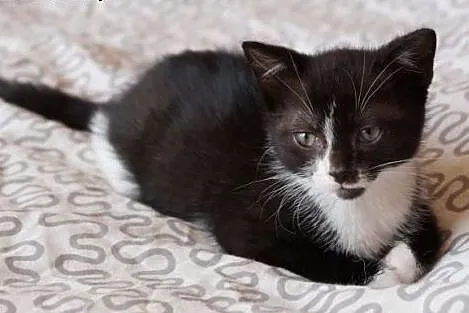 Mały Pirat do adopcji :),  mazowieckie Warszawa
