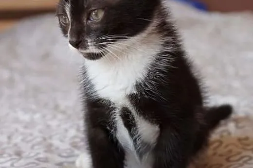 Mały Pirat do adopcji :),  mazowieckie Warszawa