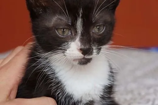 Mały Pirat do adopcji :),  mazowieckie Warszawa