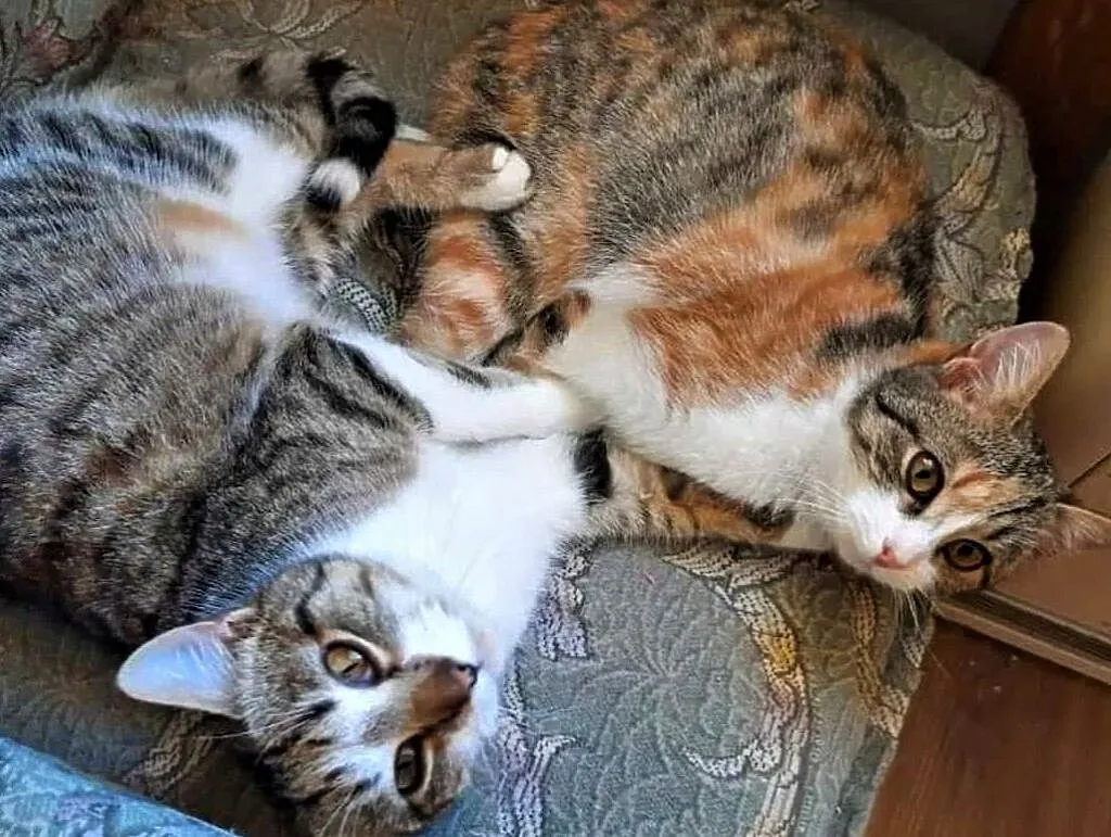 KLARA I HUGO - 8 miesięczne kotki do adopcji, Mazowieckie, Warszawa