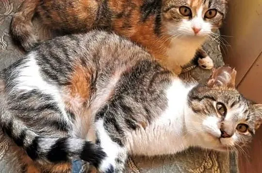 KLARA I HUGO - 8 miesięczne kotki do adopcji, Mazowieckie, Warszawa