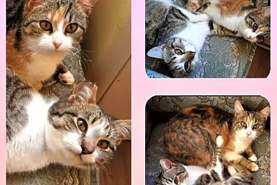KLARA I HUGO - 8 miesięczne kotki do adopcji, Mazowieckie, Warszawa