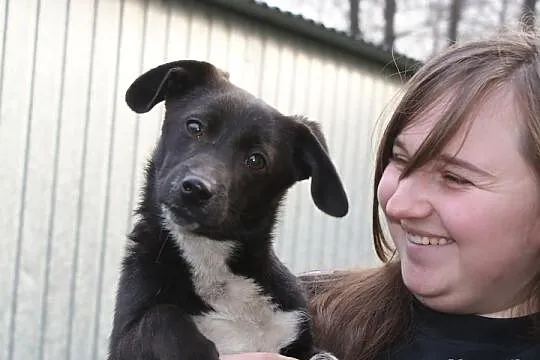 Śmieszny pieseczek szuka domku