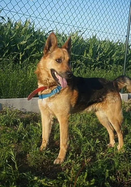 Motyl - owczarek do adopcji, wielkopolskie Poznań