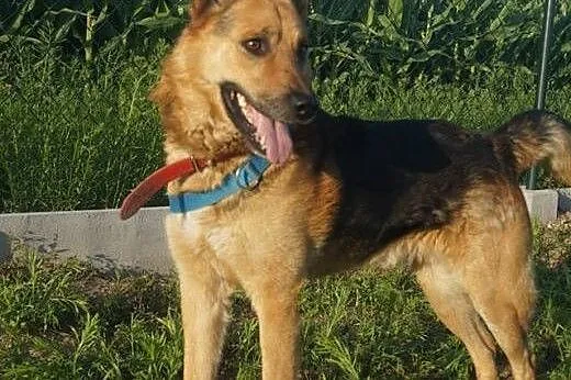 Motyl - owczarek do adopcji,  wielkopolskie Poznań