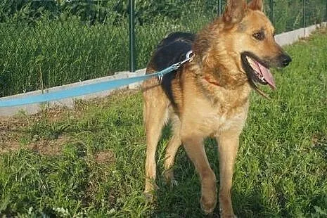 Motyl - owczarek do adopcji,  wielkopolskie Poznań