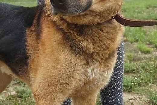 Motyl - owczarek do adopcji,  wielkopolskie Poznań