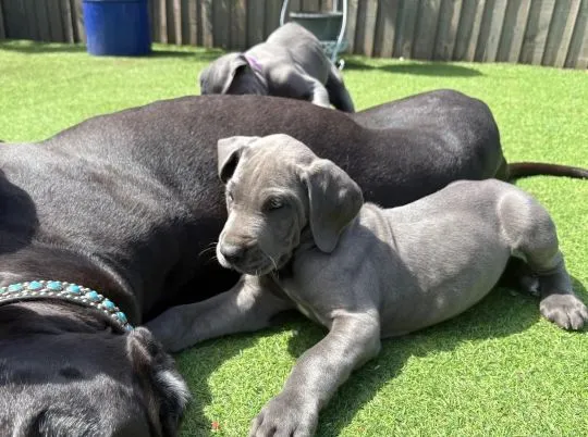 DUG NIEMIECKI, szczeniak na sprzedaż, kontakt przez Whatsapp +48736614543, , Pozna