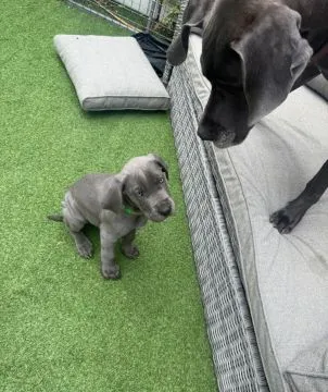DUG NIEMIECKI, szczeniak na sprzedaż, kontakt przez Whatsapp +48736614543, , Pozna