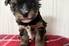 Do Rezerwacji Panda Yorkshire Terrier Biewer