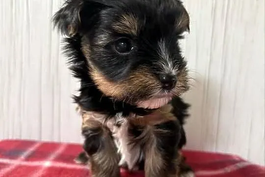 Do Rezerwacji Panda Yorkshire Terrier Biewer, Wielkopolskie, Konin