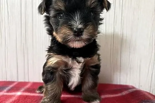Do Rezerwacji Panda Yorkshire Terrier Biewer, Wielkopolskie, Konin