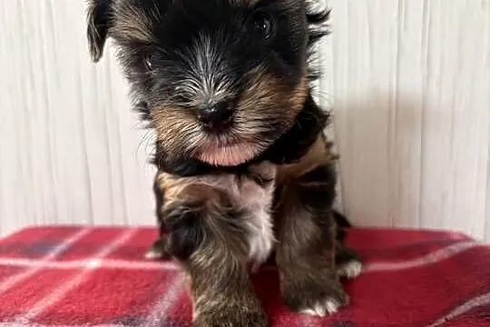 Do Rezerwacji Panda Yorkshire Terrier Biewer, Wielkopolskie, Konin