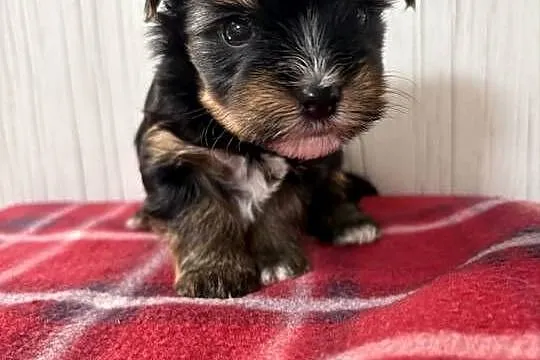 Do Rezerwacji Panda Yorkshire Terrier Biewer, Wielkopolskie, Konin