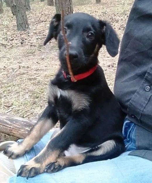 Karmelka ma 3 miesiące, maluszek do pokochania, K