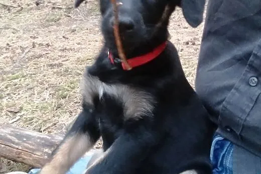 Karmelka ma 3 miesiące, maluszek do pokochania,  K