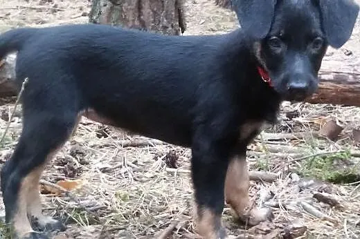 Karmelka ma 3 miesiące, maluszek do pokochania,  K