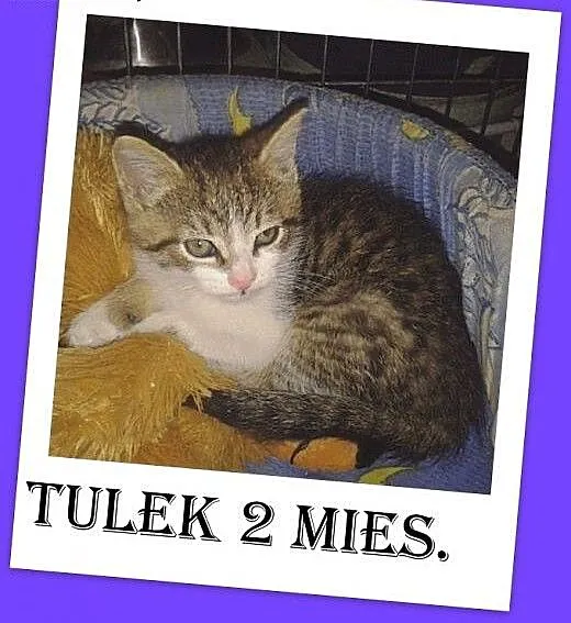 8 tyg.kotek TULEK,odrobaczony,odpchlony.ADOPCJA,