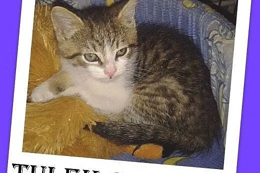 8 tyg.kotek TULEK,odrobaczony,odpchlony.ADOPCJA,  