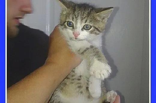 8 tyg.kotek TULEK,odrobaczony,odpchlony.ADOPCJA,  