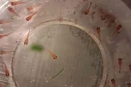mieczyki brzdące 60szt. ok.1cm