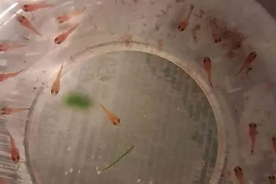 mieczyki brzdące 60szt. ok.1cm