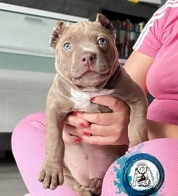 suczka AMERICAN BULLY ABKC, Wielkopolskie, Koło