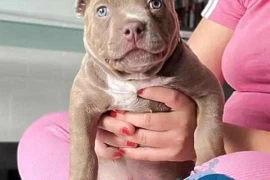 suczka AMERICAN BULLY ABKC, Wielkopolskie, Koło