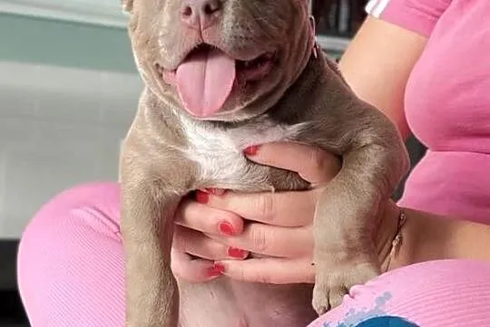 suczka AMERICAN BULLY ABKC, Wielkopolskie, Koło