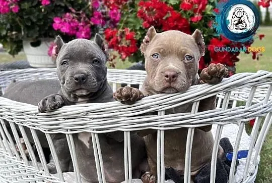 suczka AMERICAN BULLY ABKC, Wielkopolskie, Koło