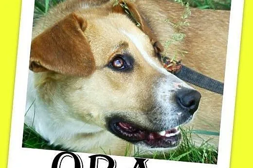 Średnia,młoda,przyjazna,wesoła suczka ORA.Adopcja,