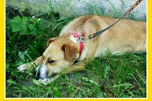 Średnia,młoda,przyjazna,wesoła suczka ORA.Adopcja,